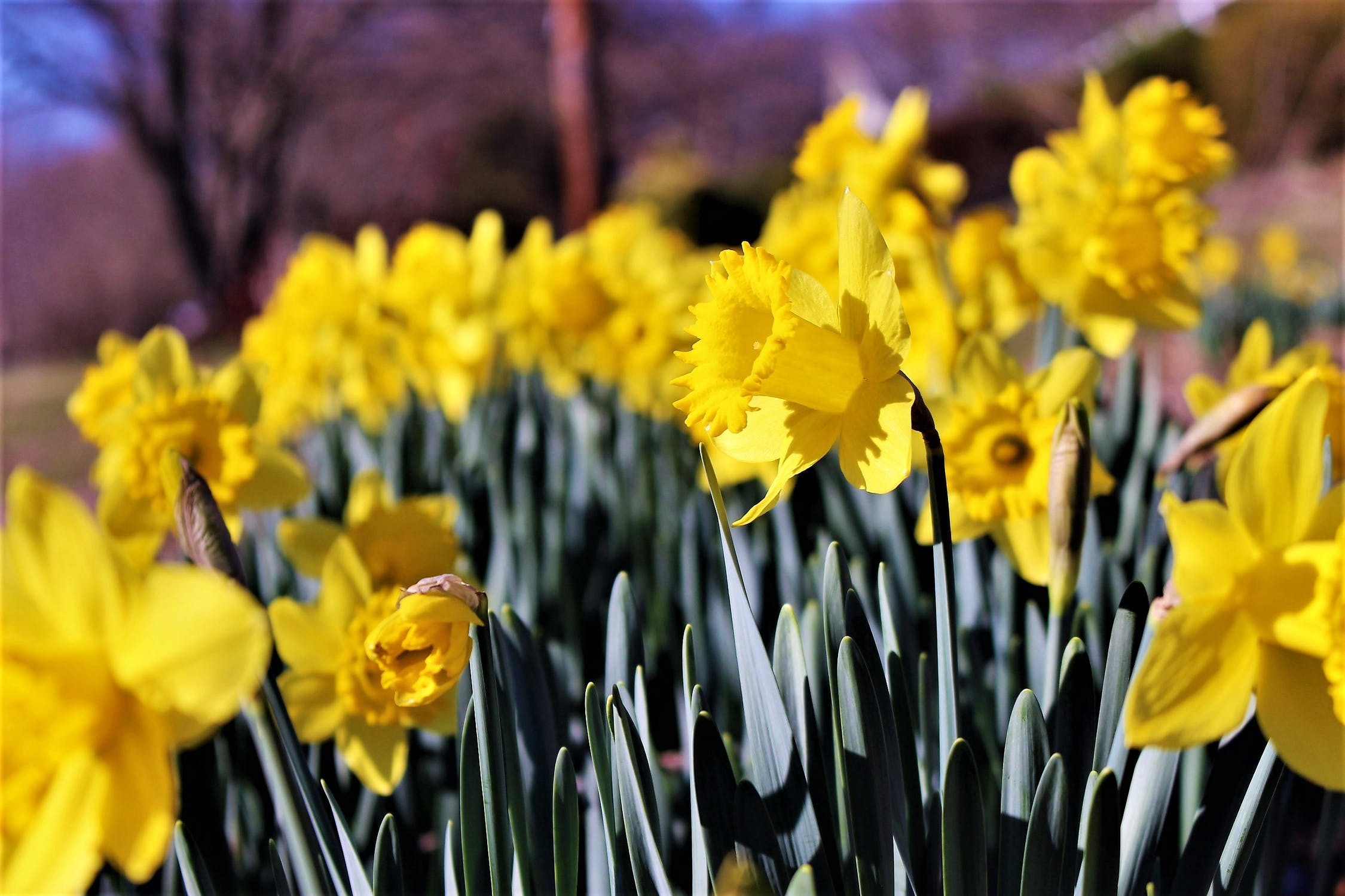 Daffodils