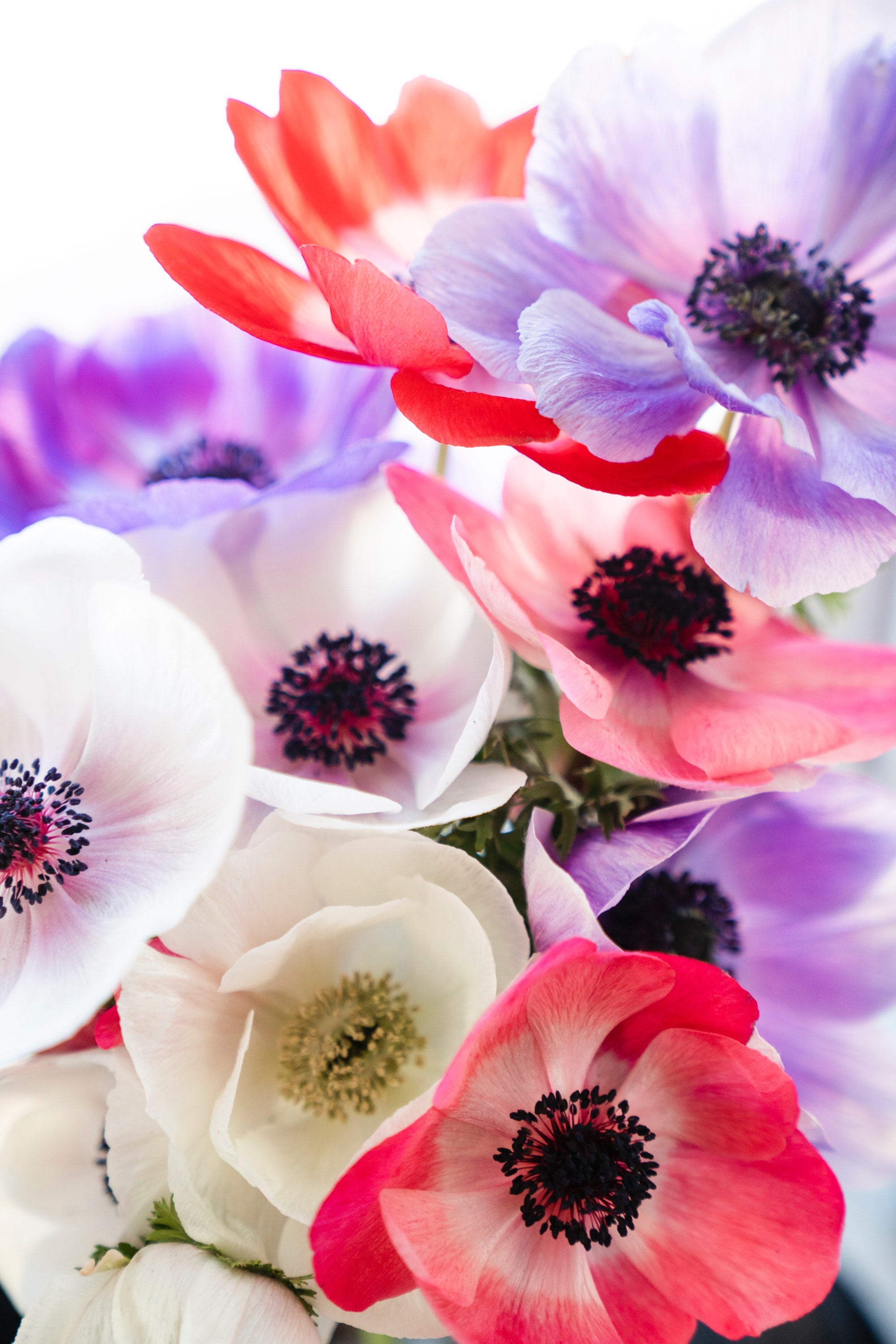 5 Anemone Flower Varieties You Can Add to Your Garden