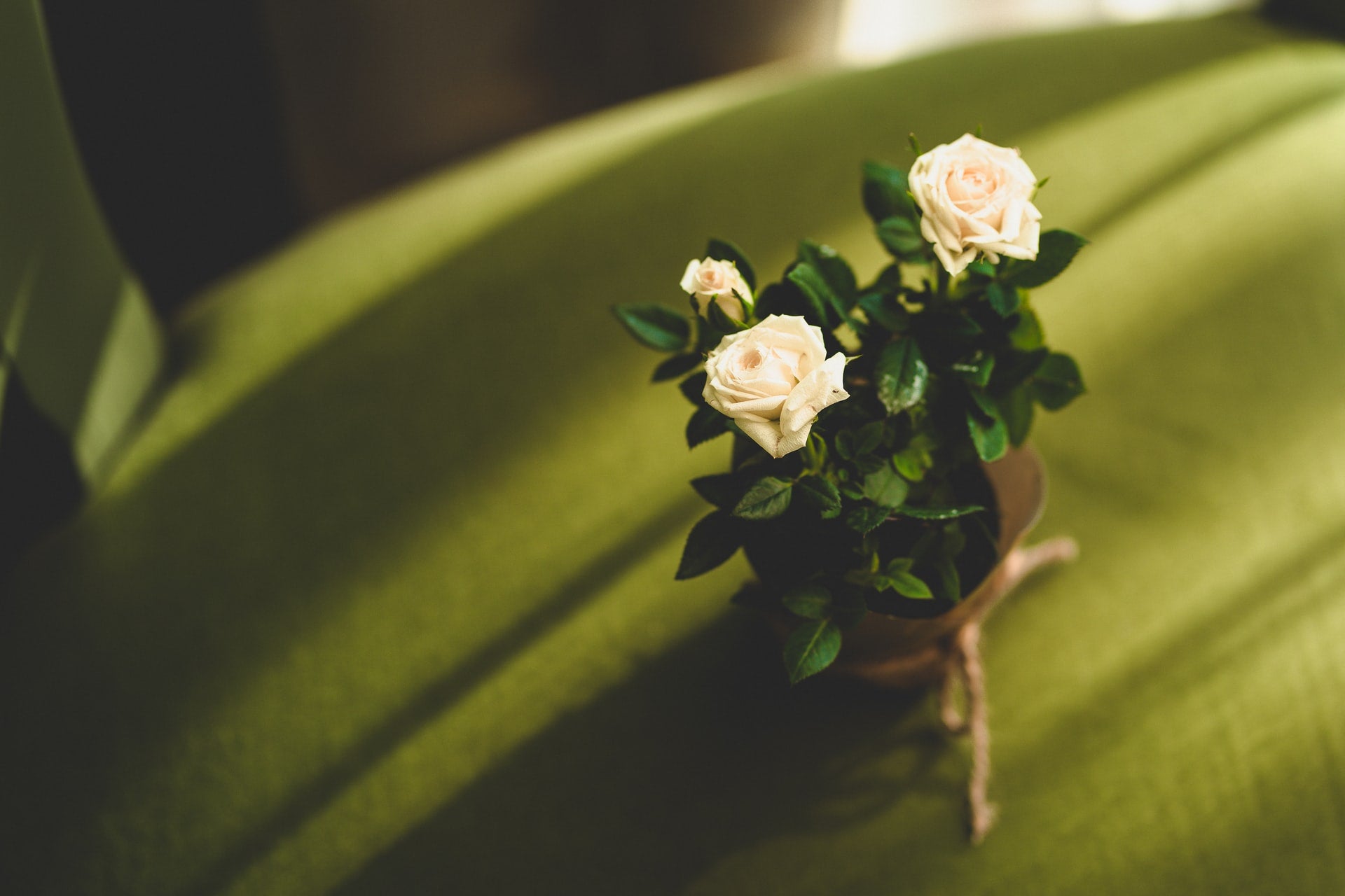 bouquet of white roses