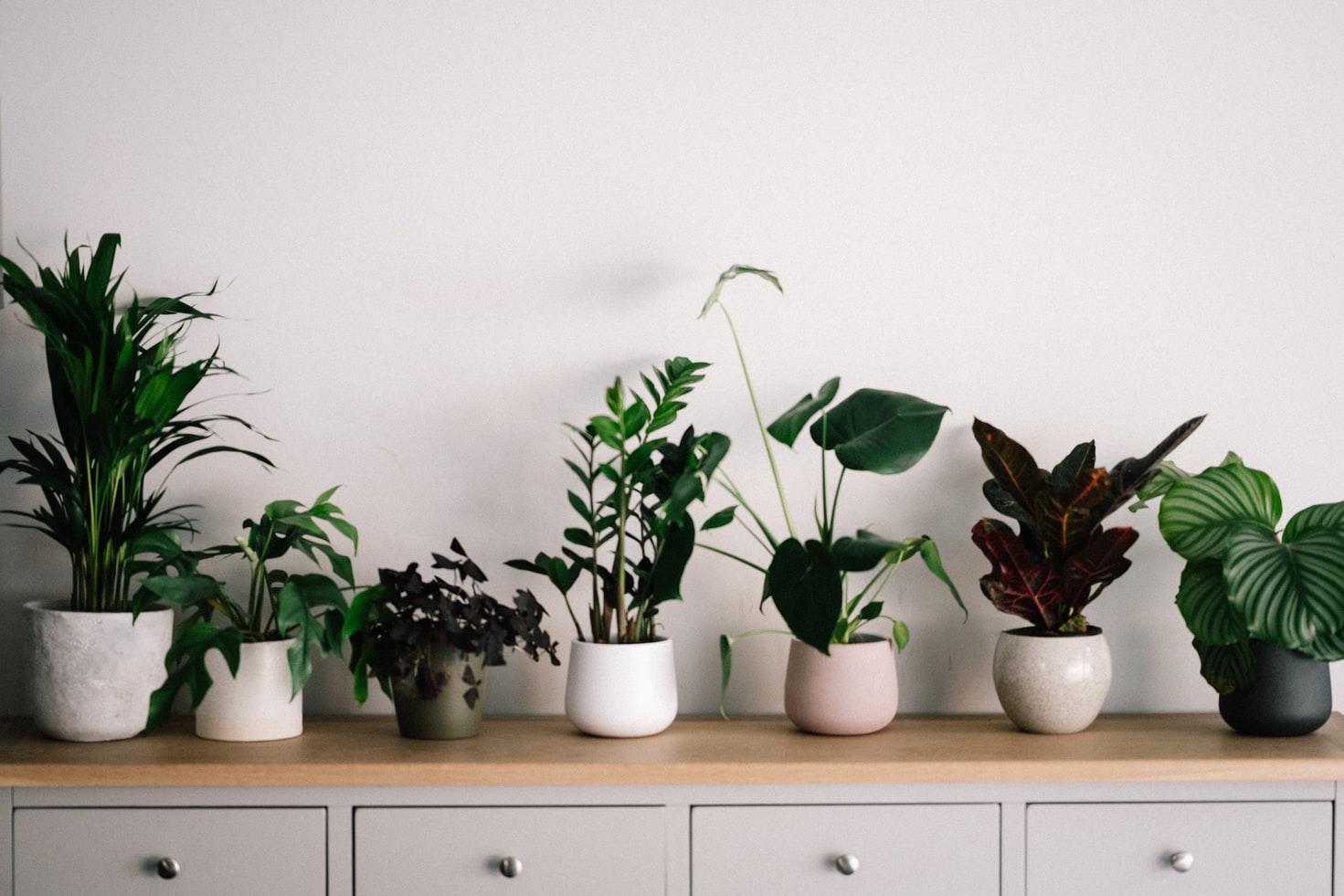 houseplants
