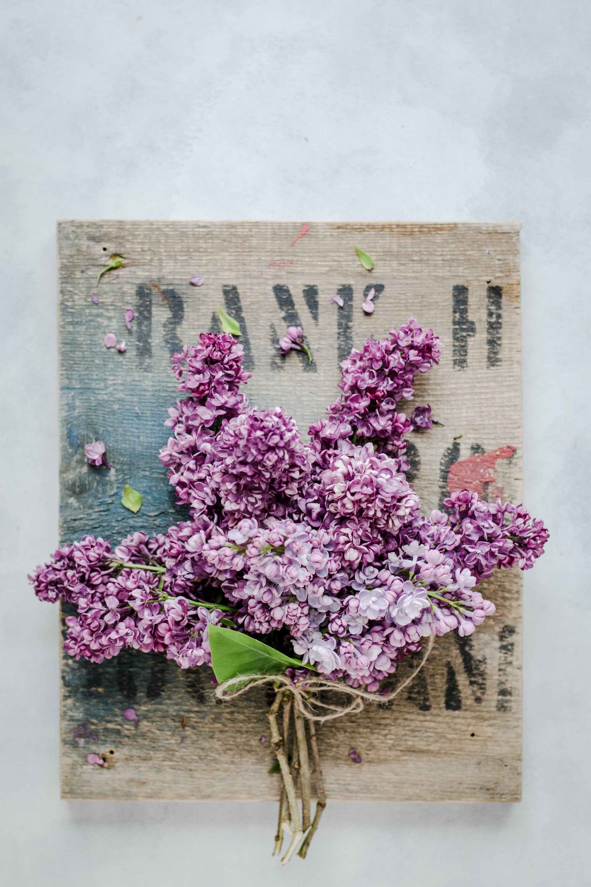 Lilac Flowers: Everything You Need to Know About Them