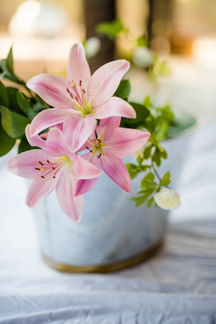 A Brief Look Into Oriental and Asiatic Lilies