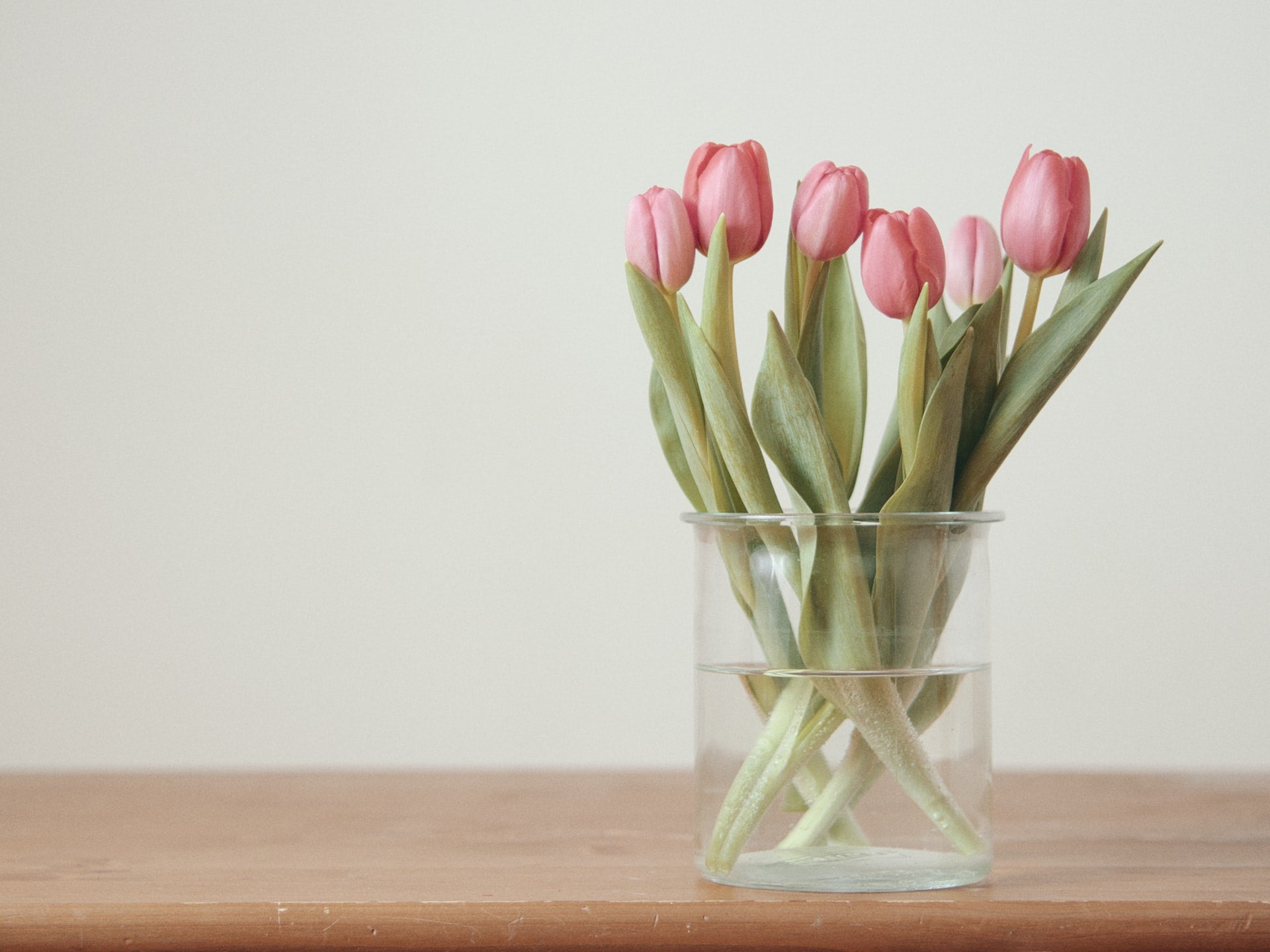 tulips in a vase