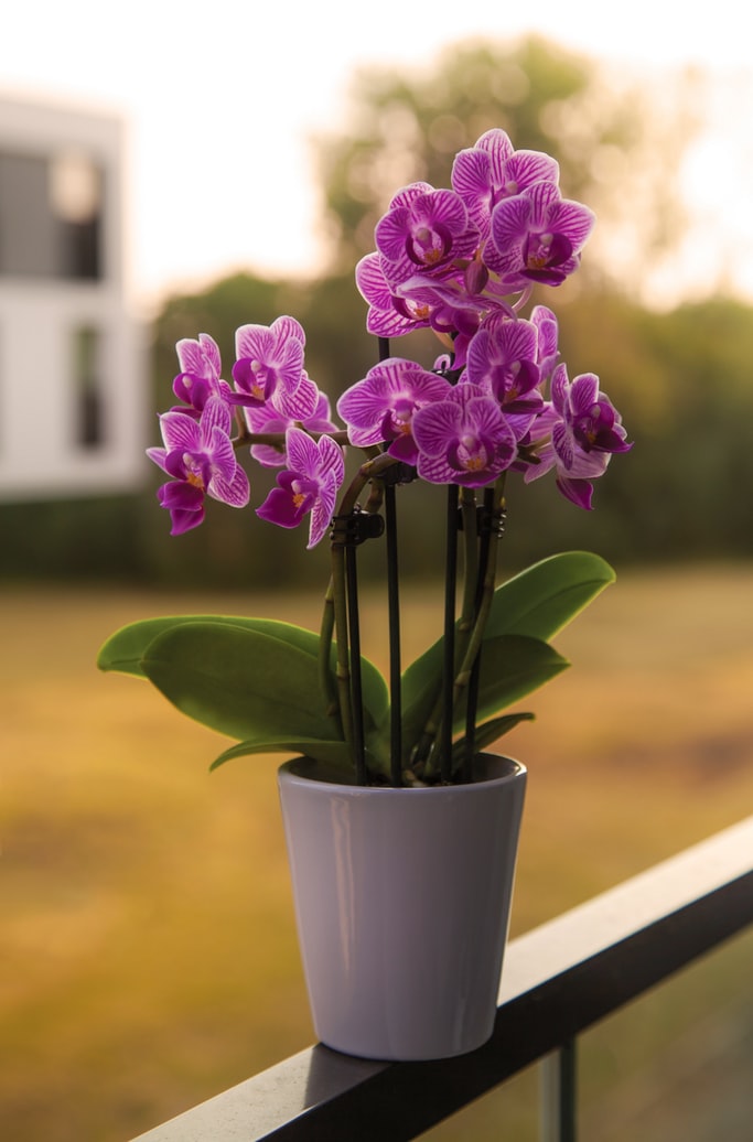 orchids