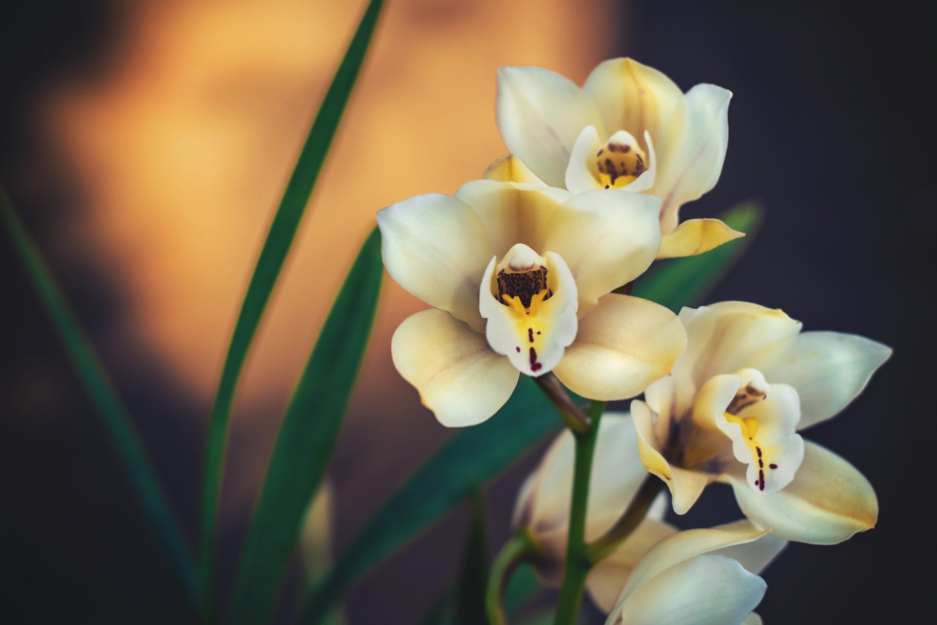 pale yellow orchids