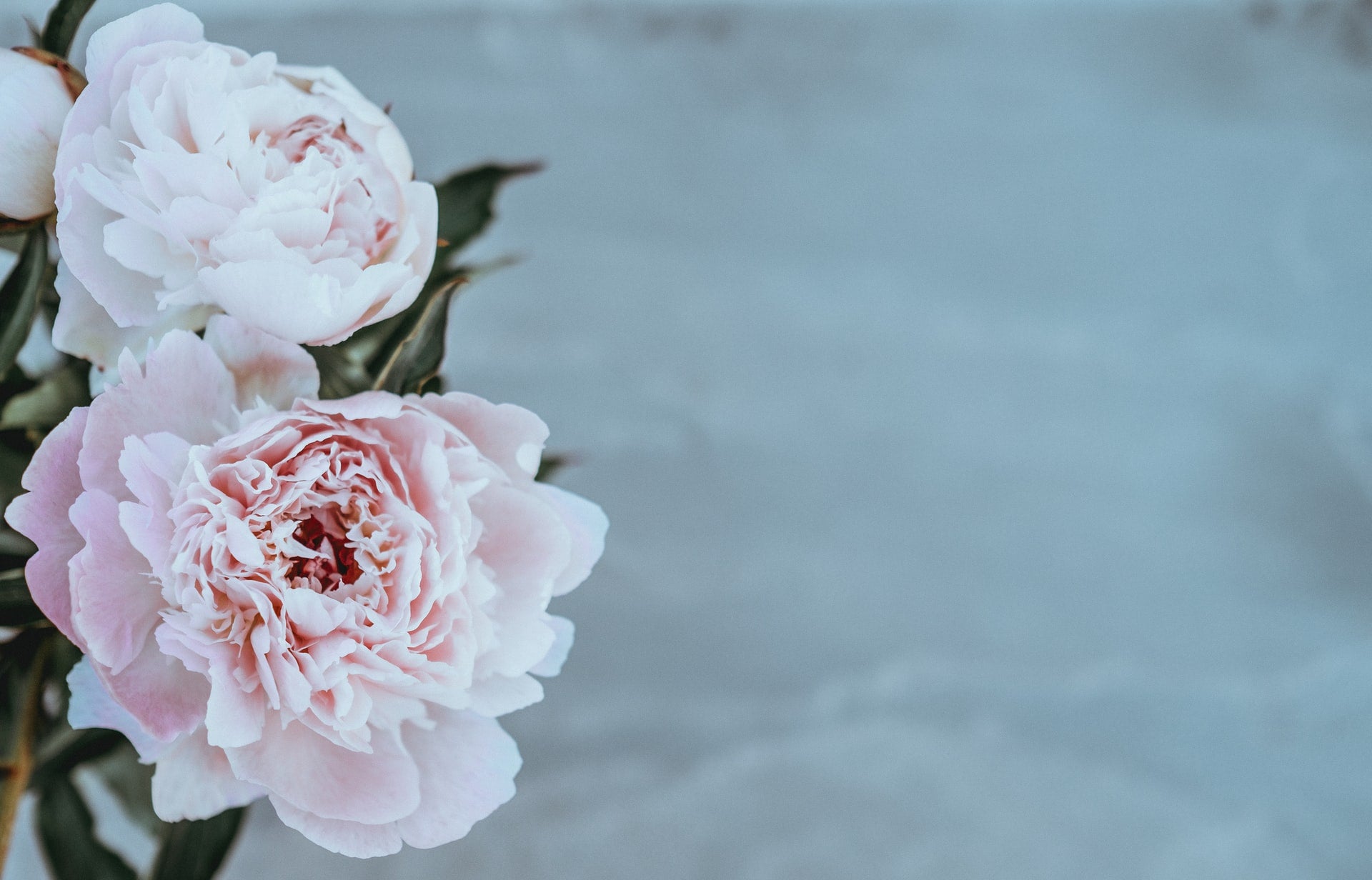 peonies up close