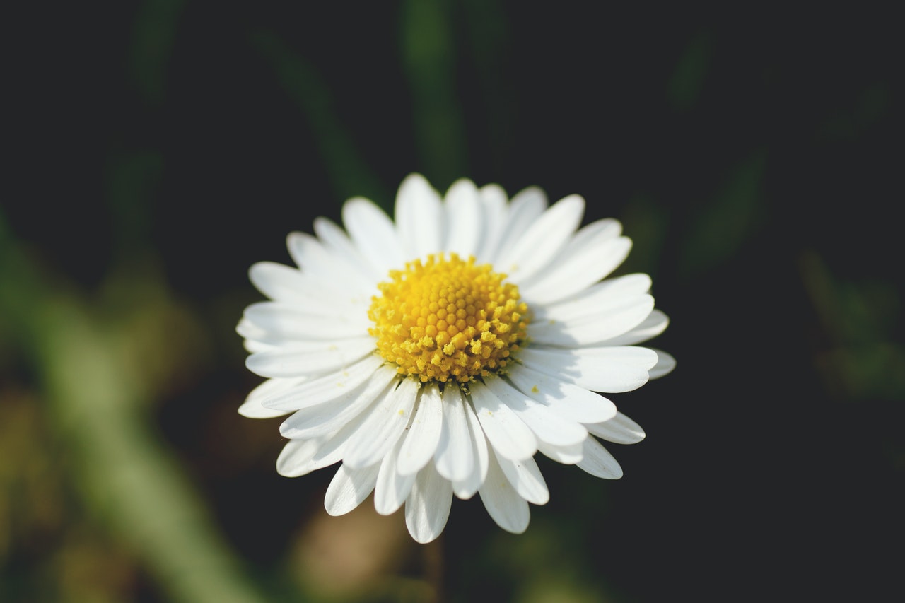 daisy
