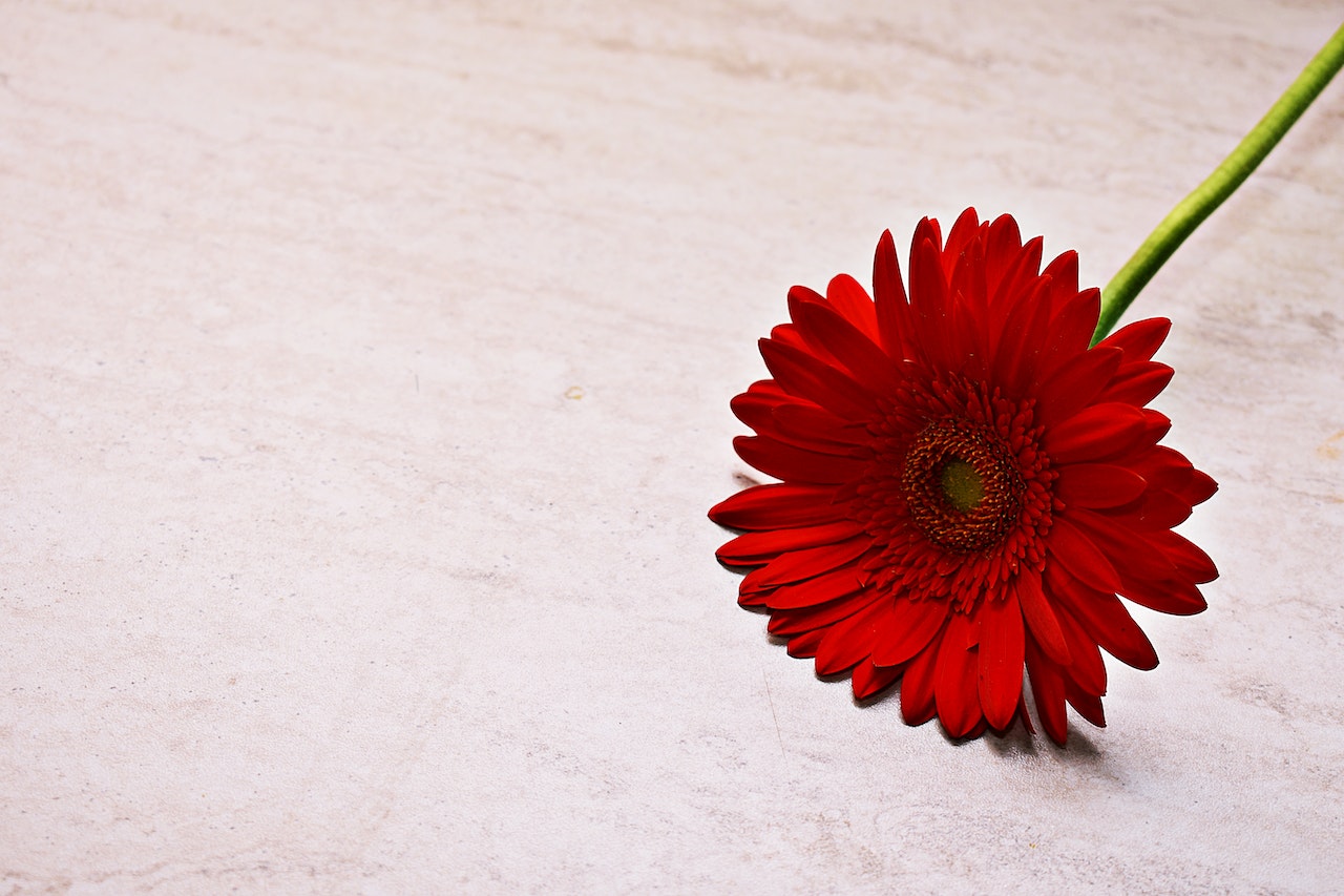 red gerbera