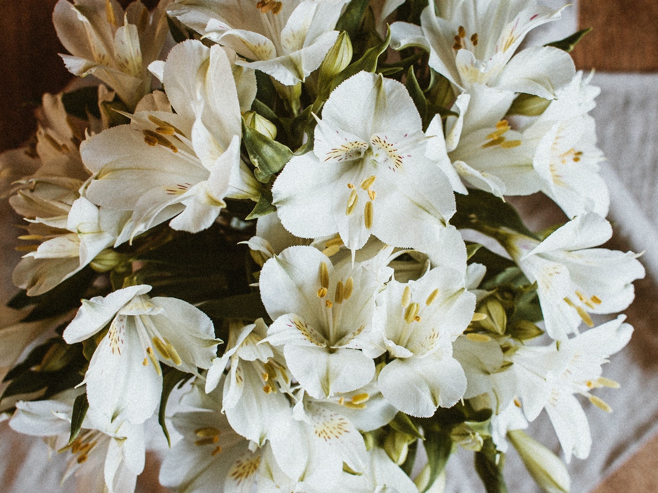 Alstroemeria Flowers