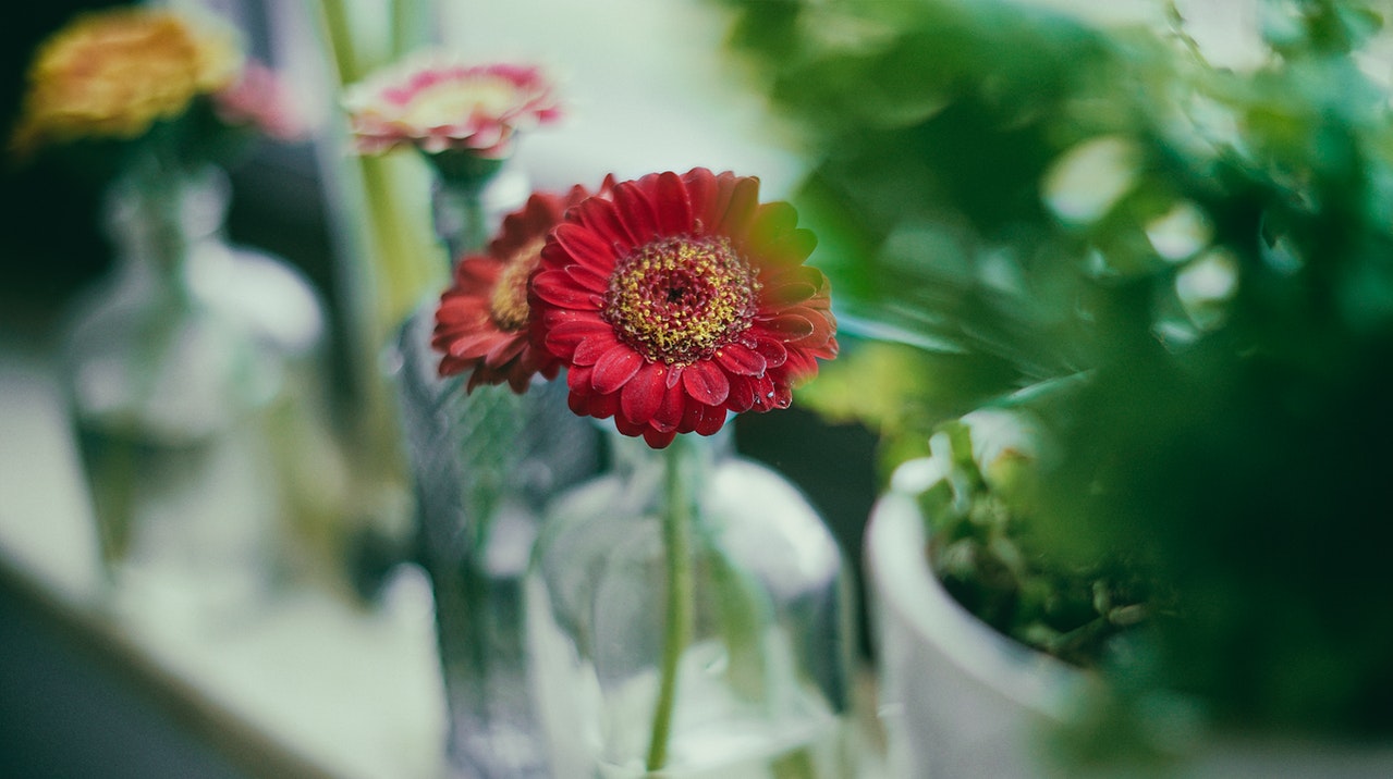 Gerbera Daisies