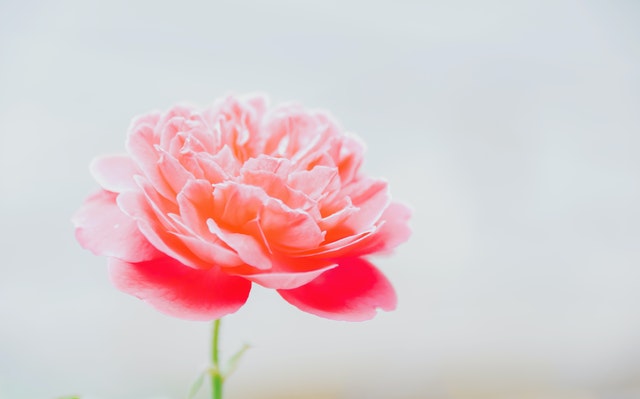 Peony