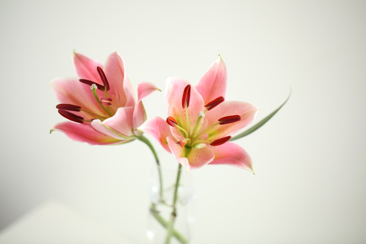 pink lilies