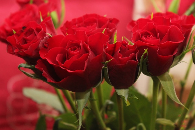 roses