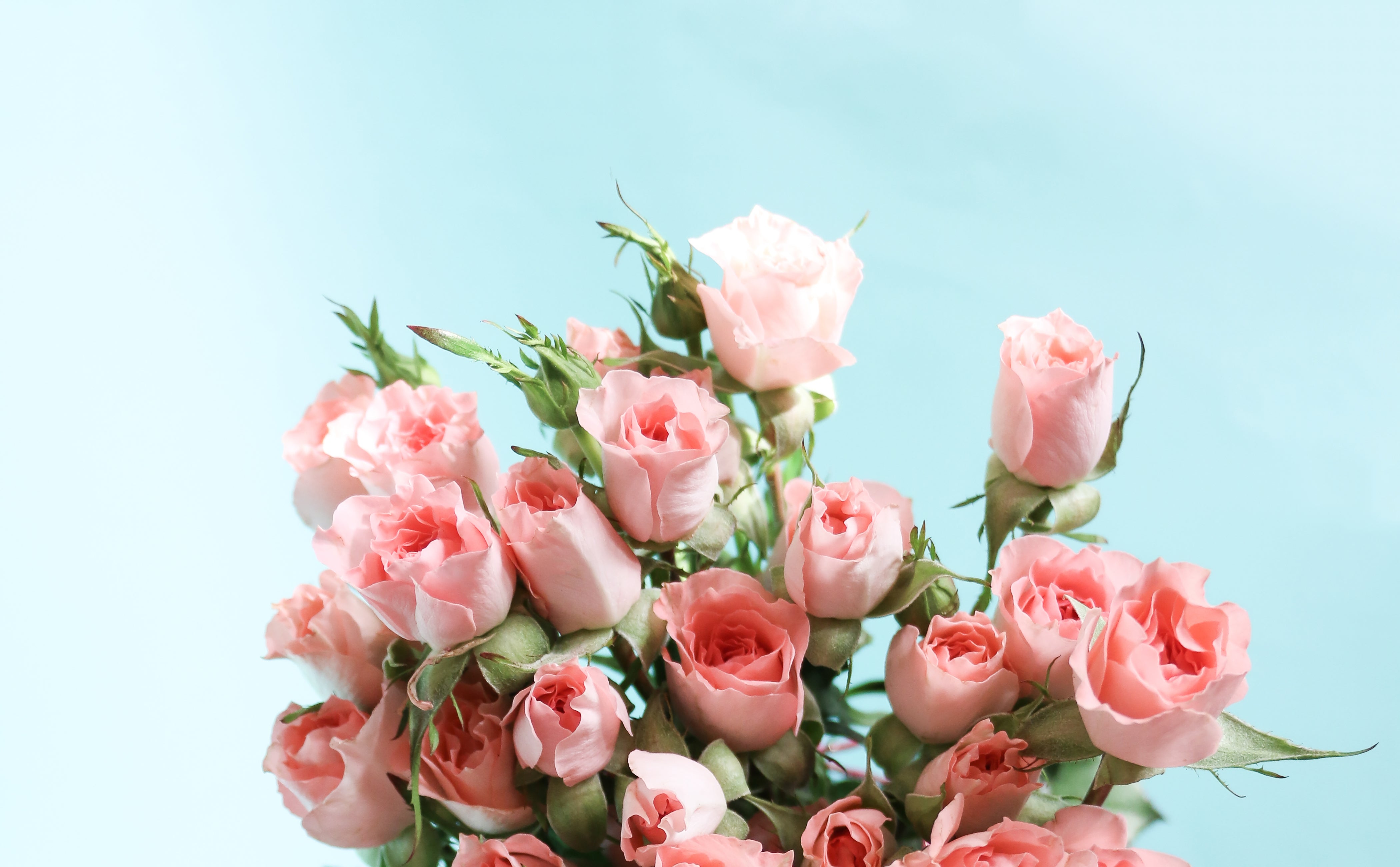 pink roses