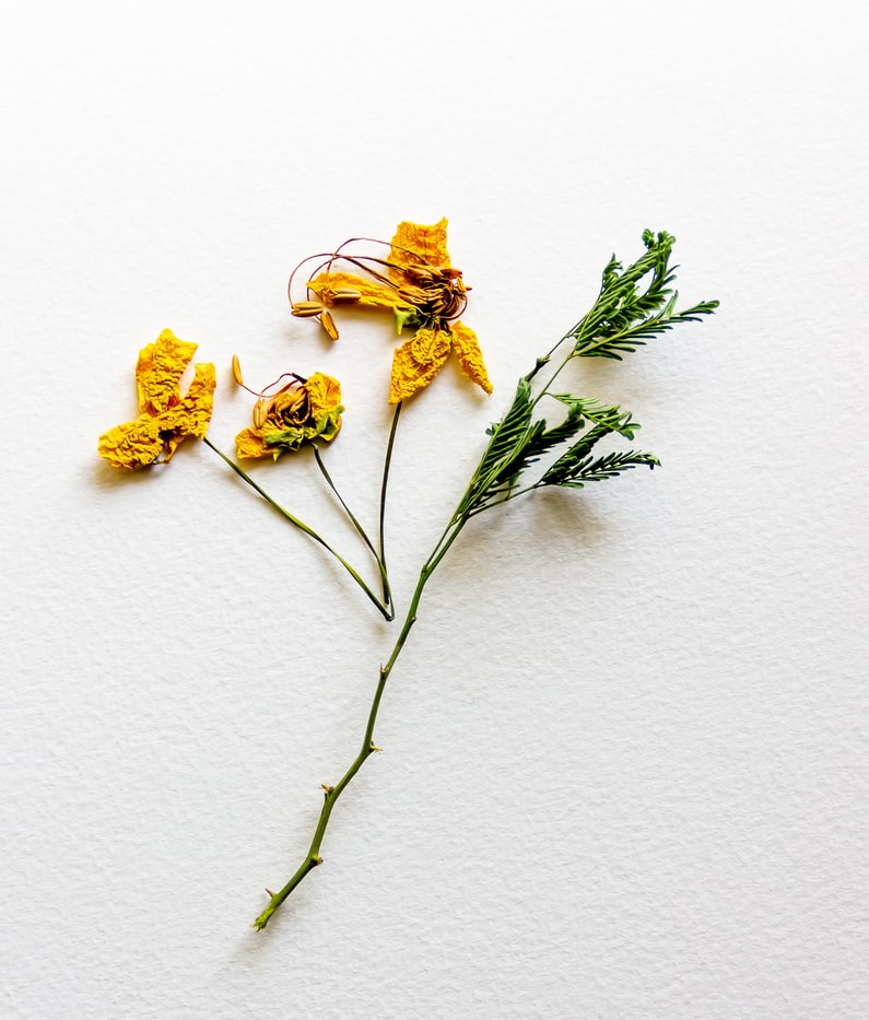 Make the Memories Last: How to Preserve Your Flowers