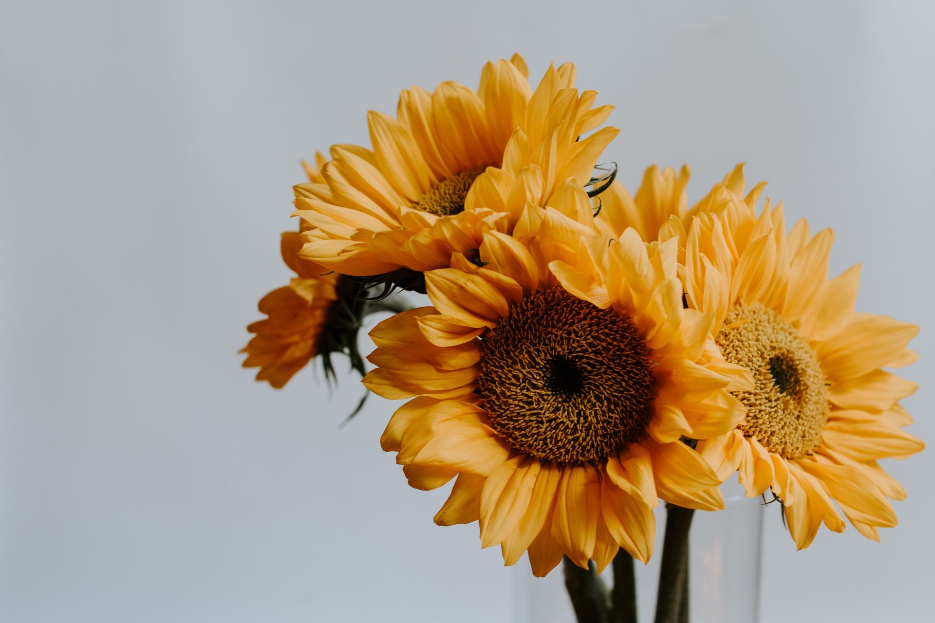sunflower bouquet