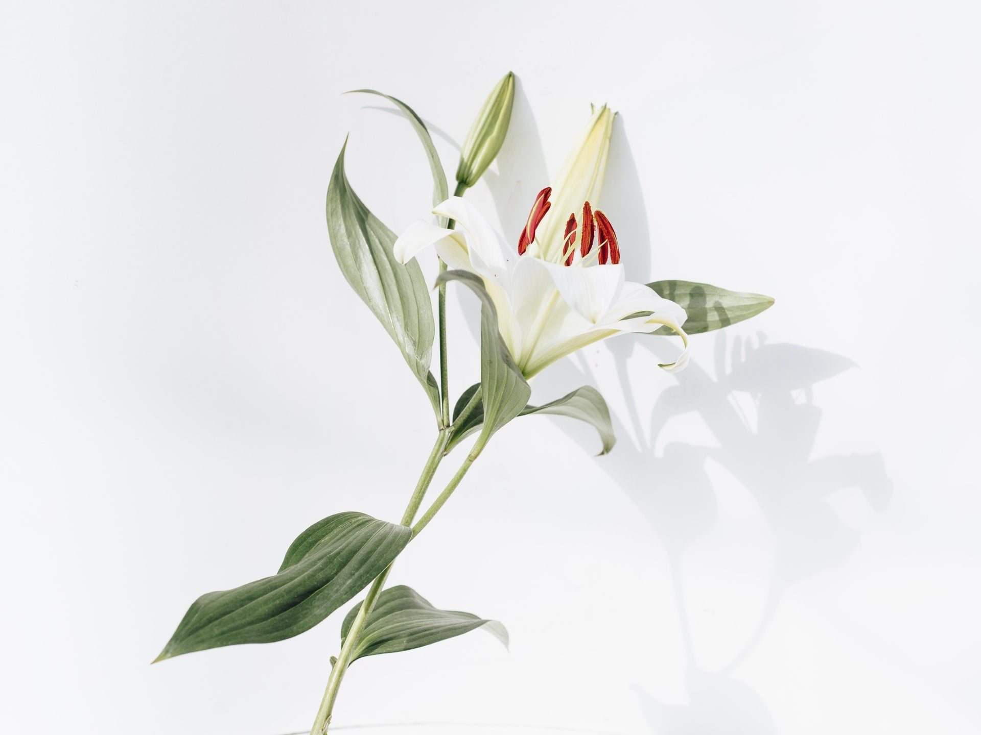 white lily