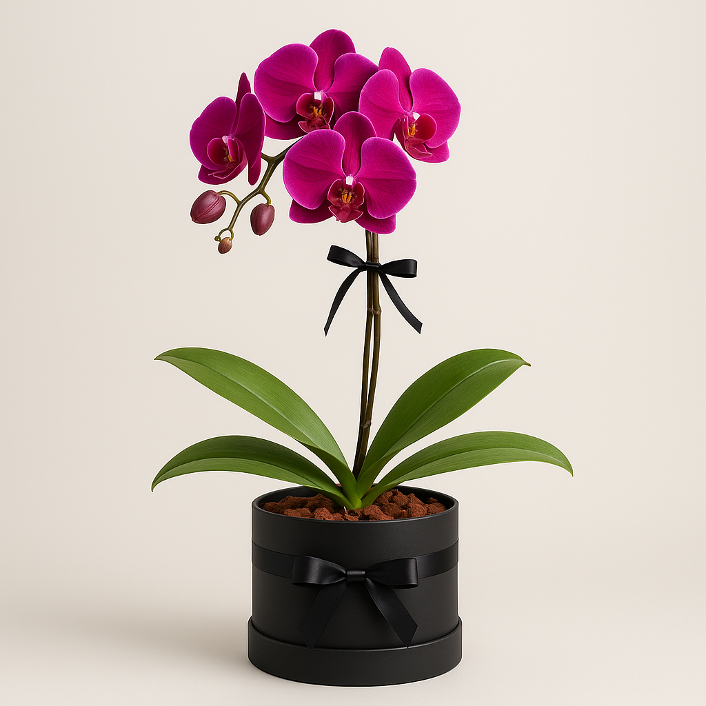 Kenilworth – Birthday Orchids Bouquet Box #Size_Classic