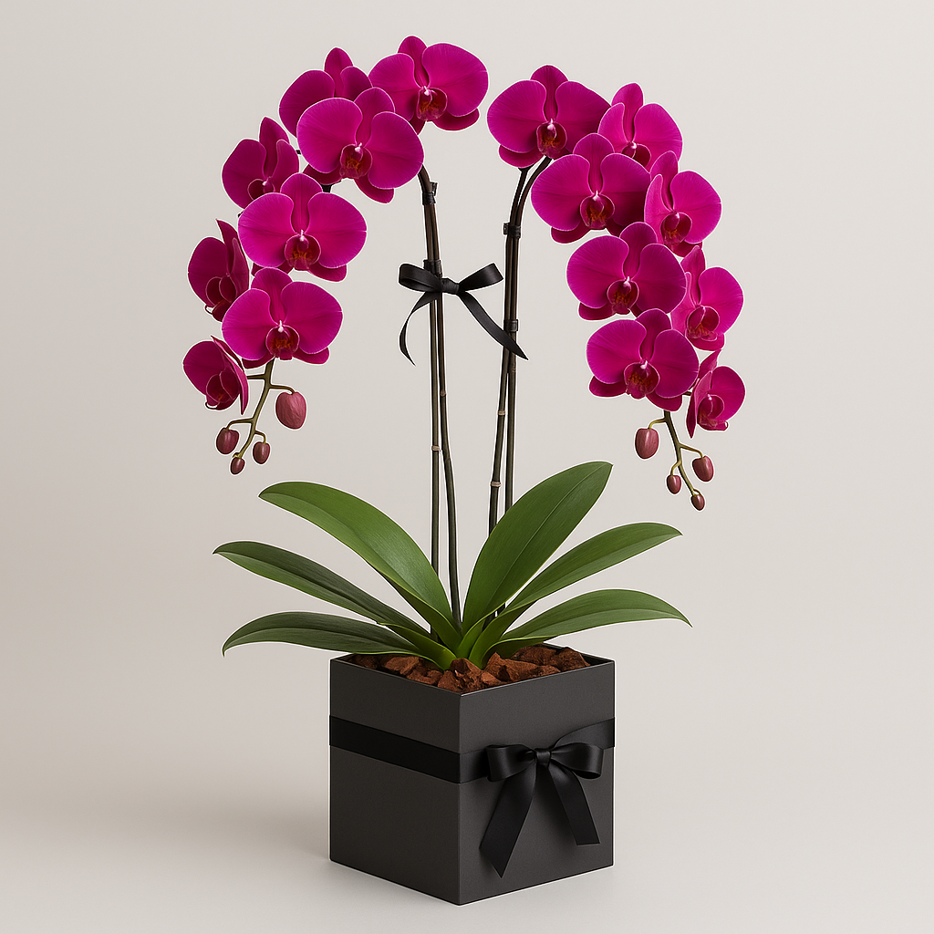 Kenilworth – Birthday Orchids Bouquet Box #Size_Deluxe