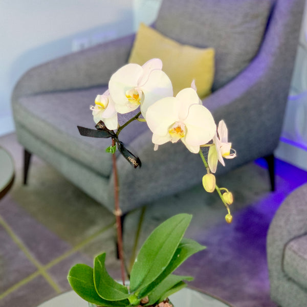 White Phalaenopsis Orchid Single Stem - Real Fresh Plant