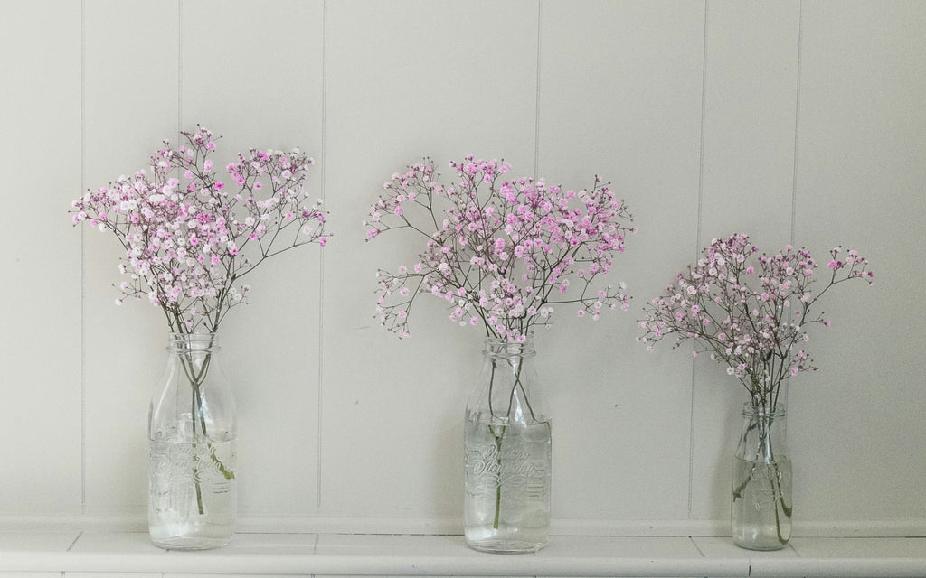Baby's Breath