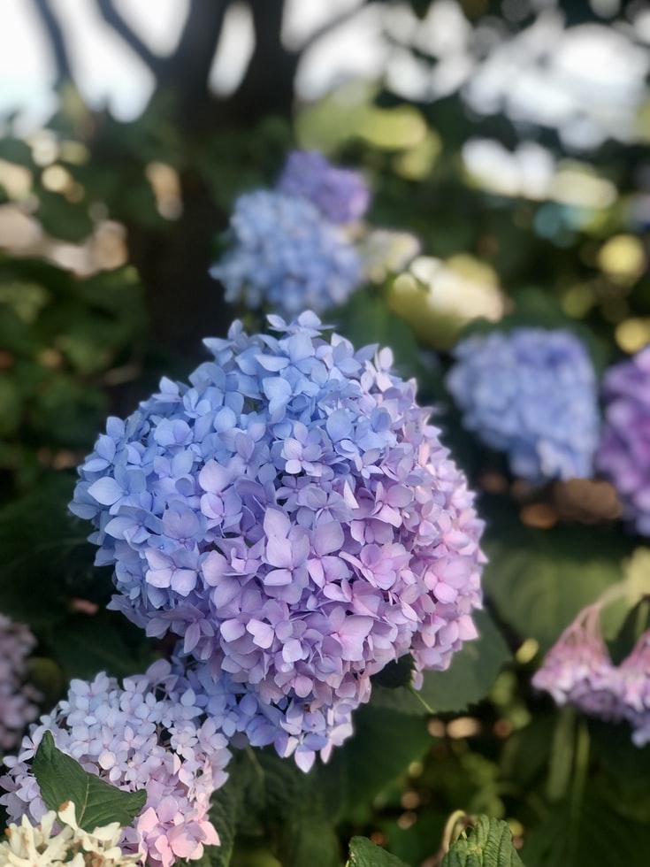 Hydrangeas