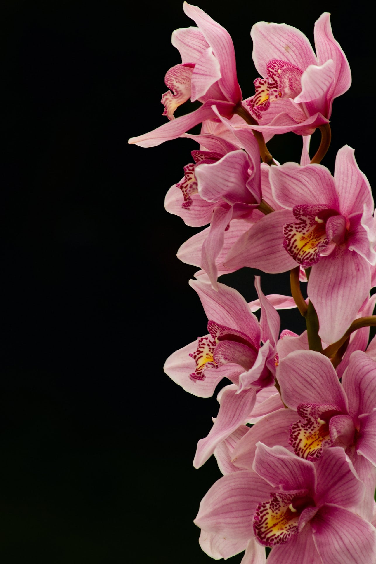 Why Orchids Are the Perfect Gift for Valentine’s Day