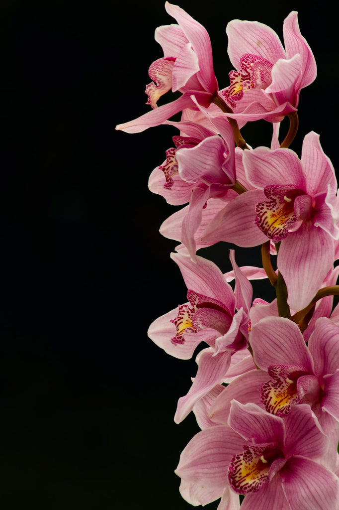 Why Orchids Are the Perfect Gift for Valentine’s Day