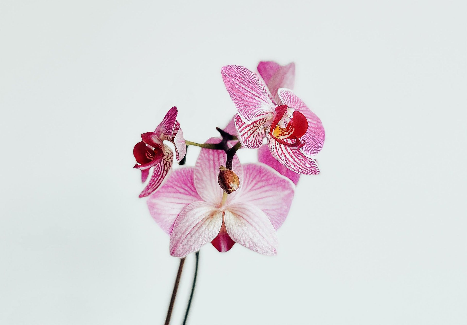 Orchids