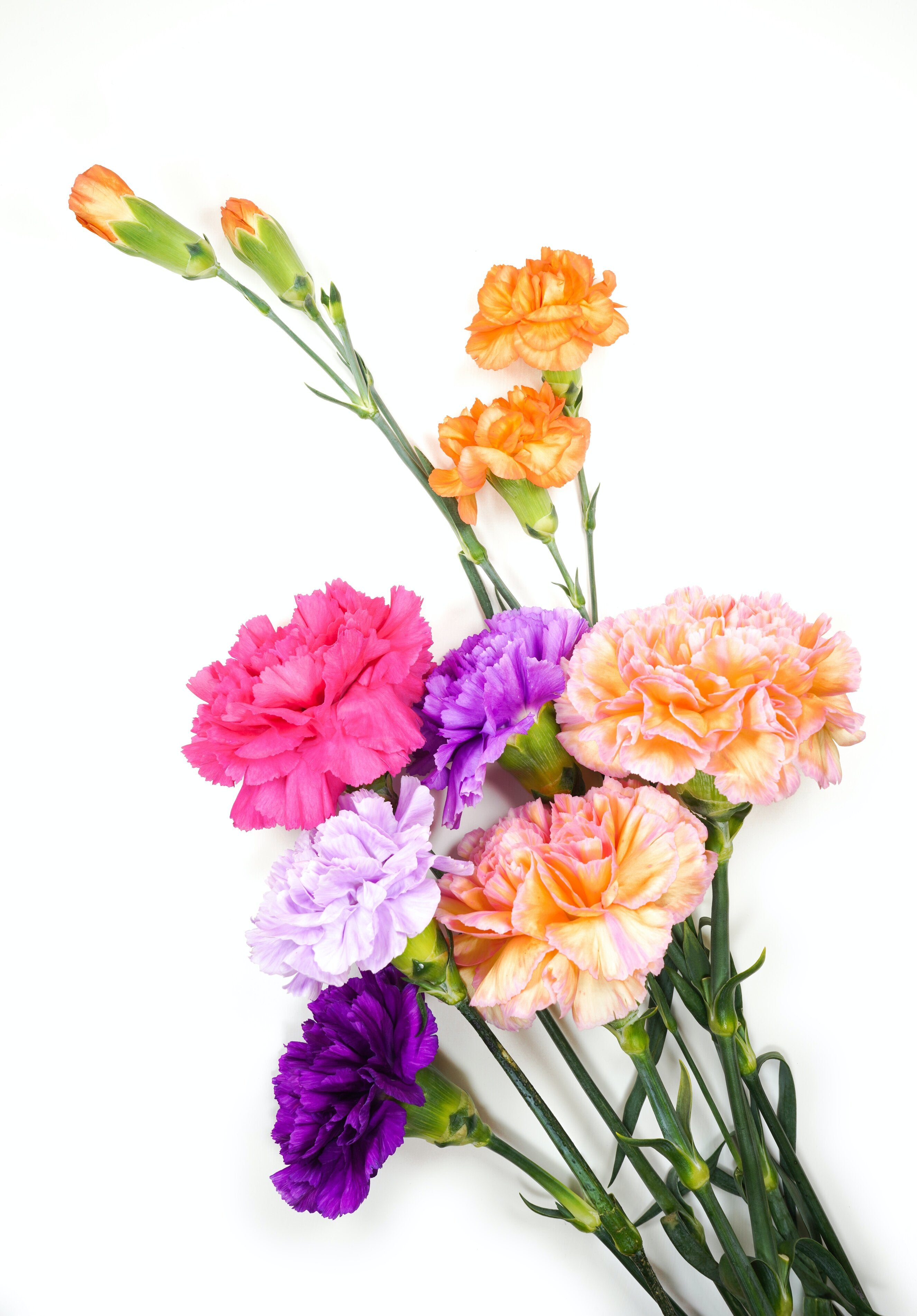 All About Carnations: Their History and What They Symbolize
