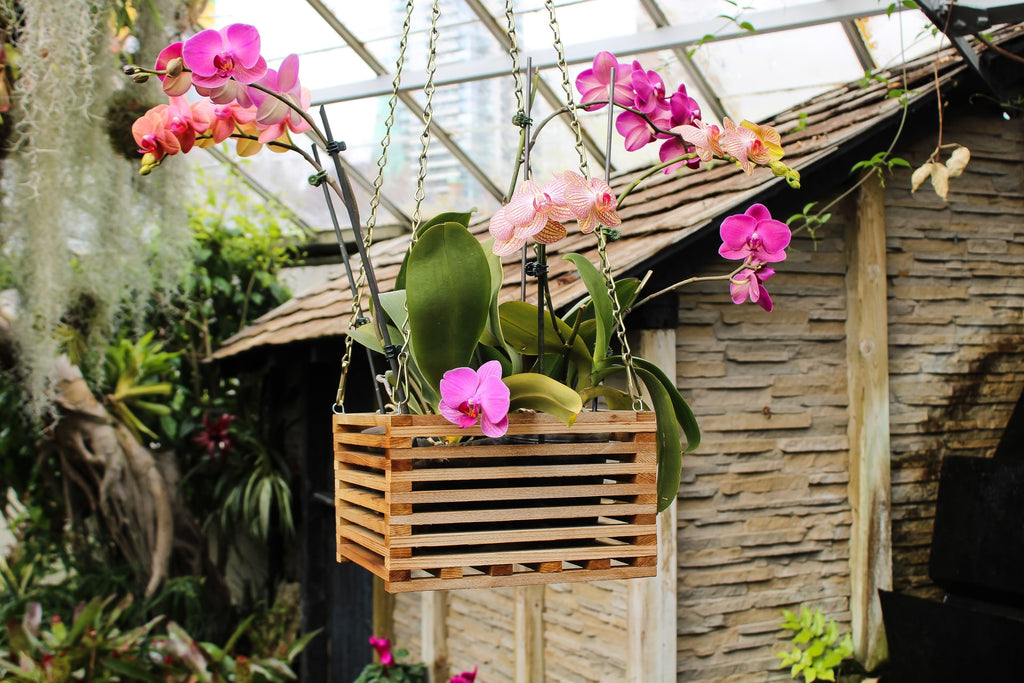 orchid