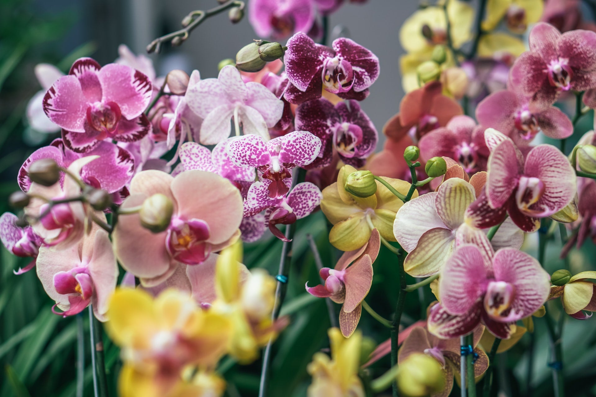 colourful orchids