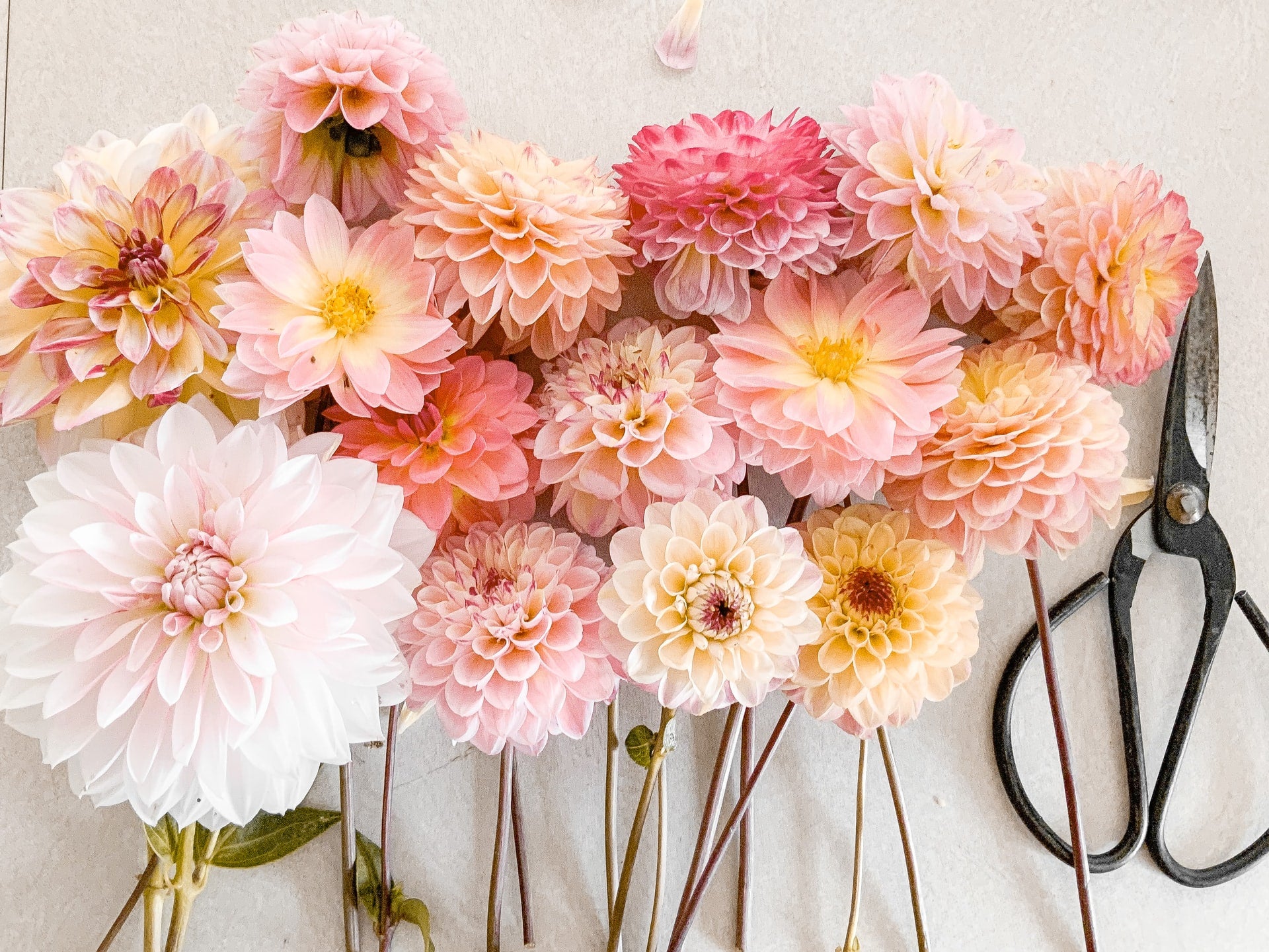 dahlias of different shades