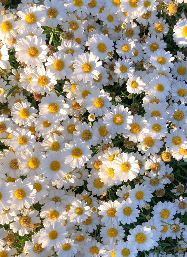 daisies