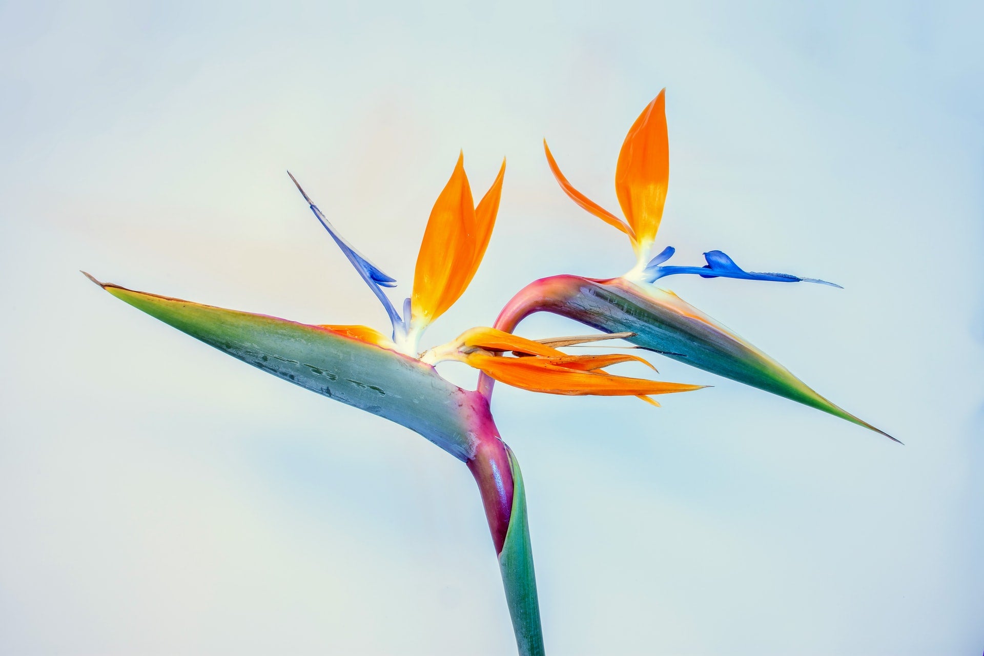 Bird of Paradise