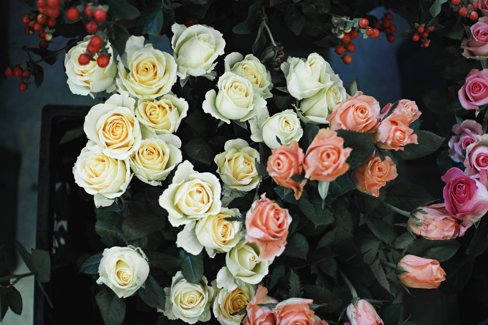 differently colored roses