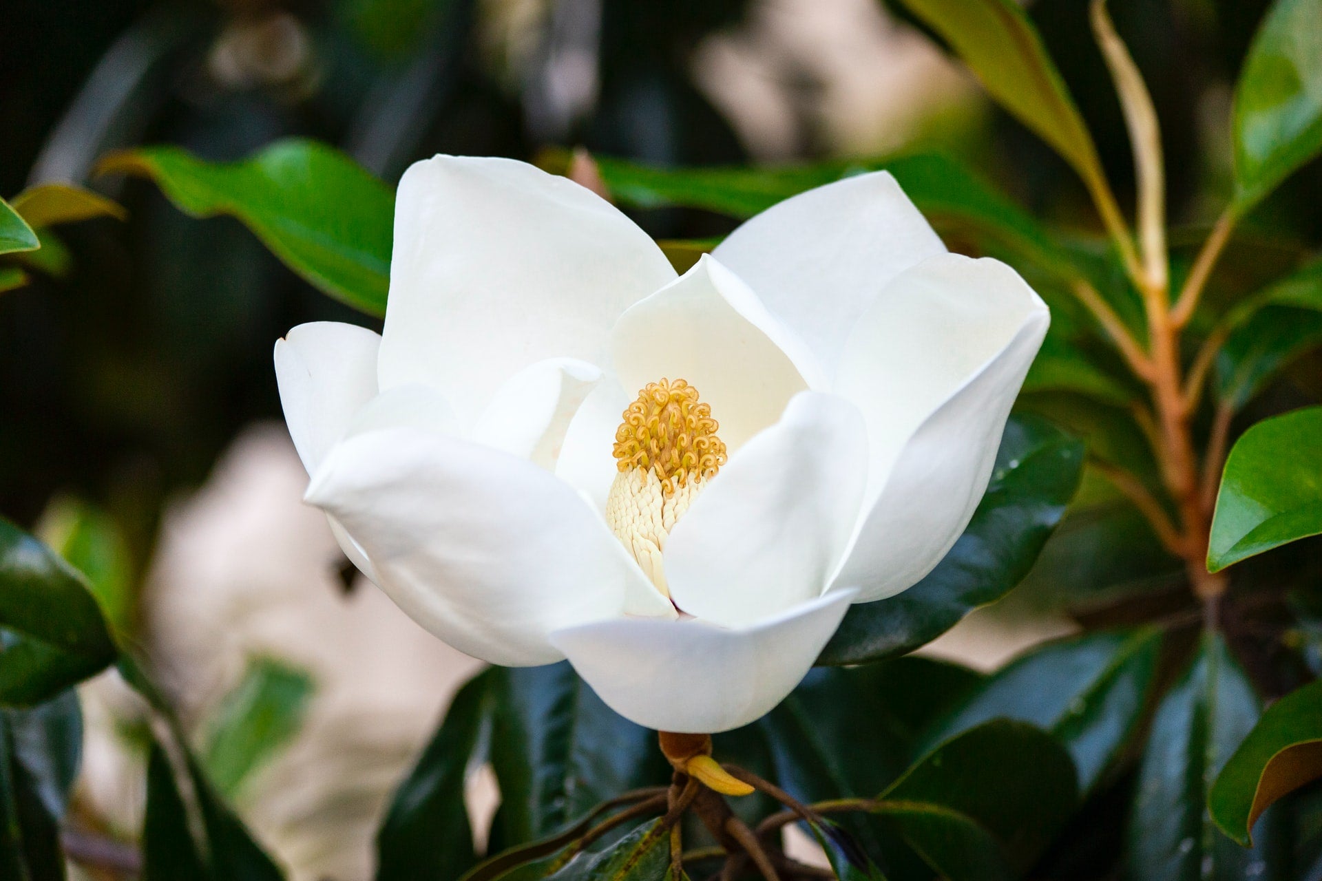 The Beautiful Magnolia: Their Meaning and Symbolism
