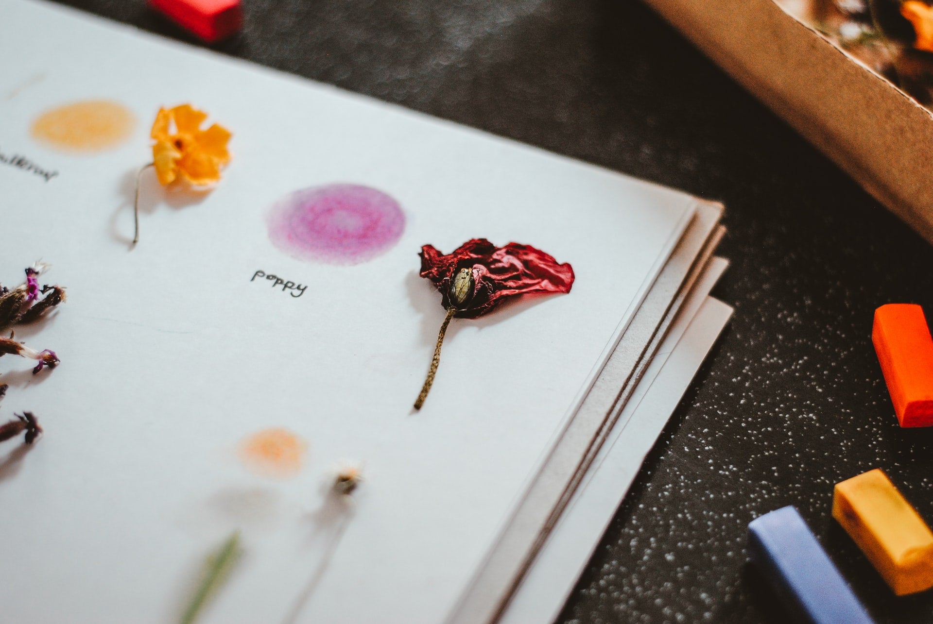 dried pressed flowers
