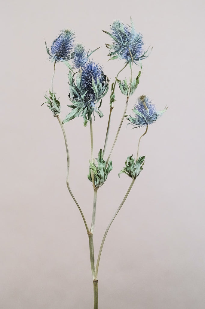 Bringing Your Dried Flowers Back to Life
