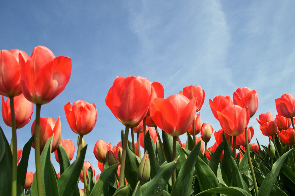 7 of Your Most Favourite Flowers and How Long They Last