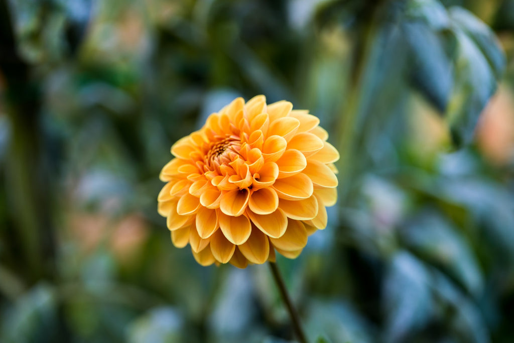Chrysanthemums