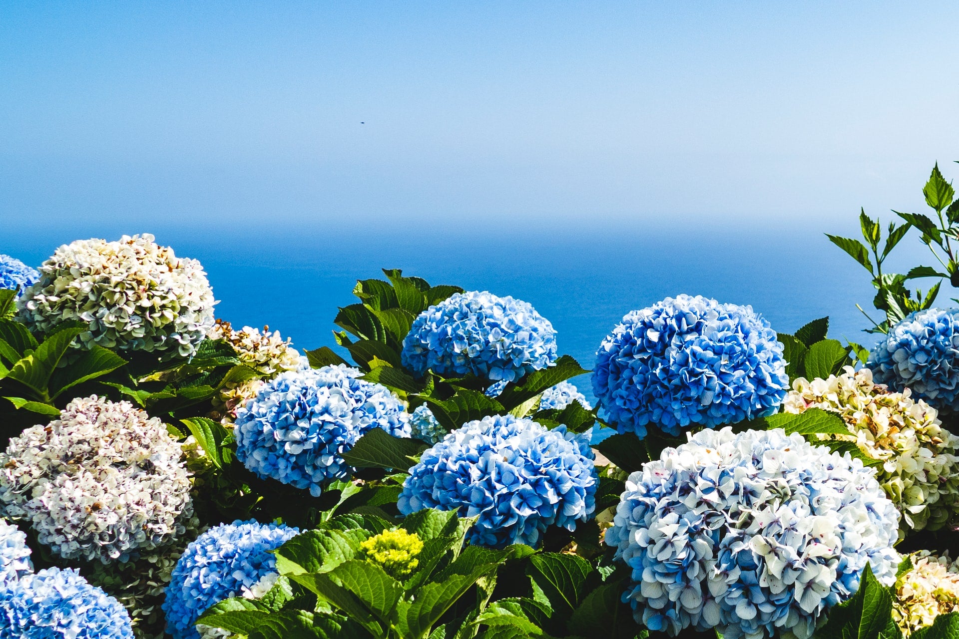 Hydrangeas: A Summer Bloom You Don’t Know Enough About