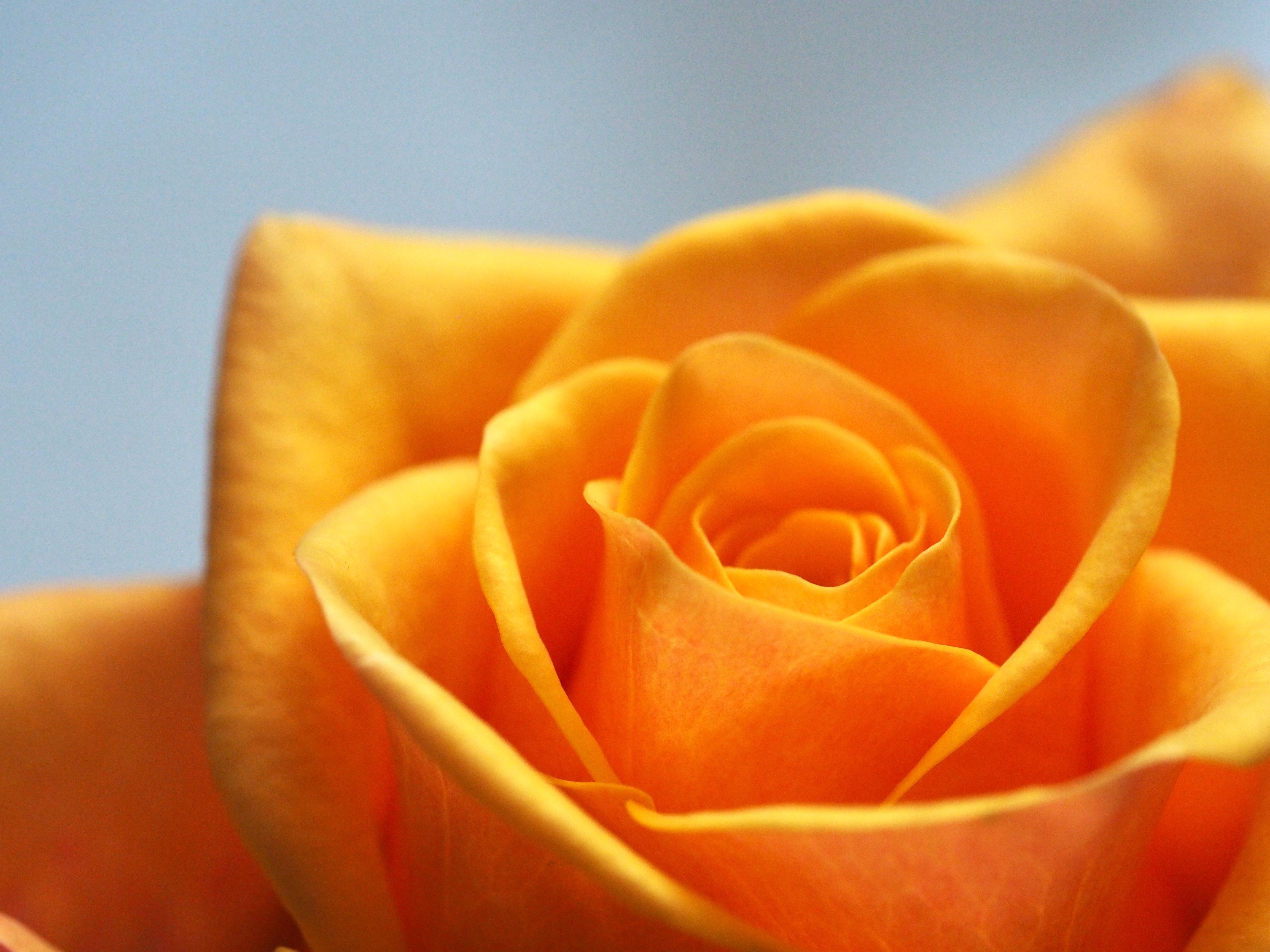 orange rose