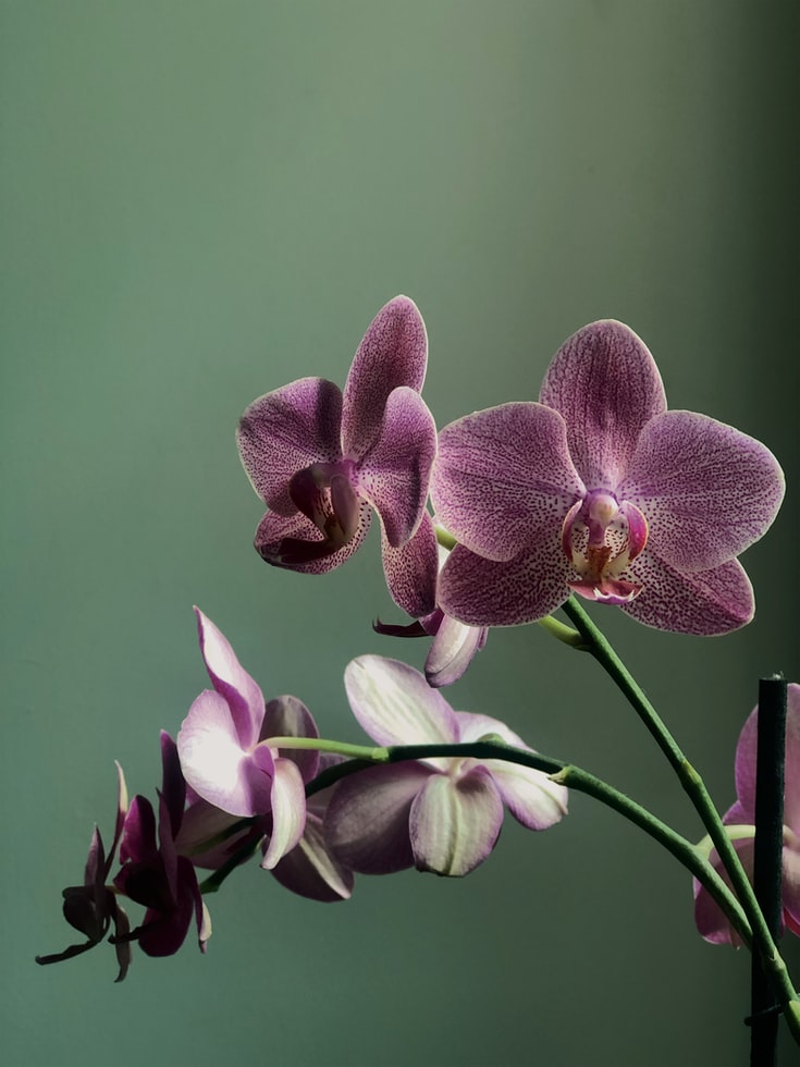orchids