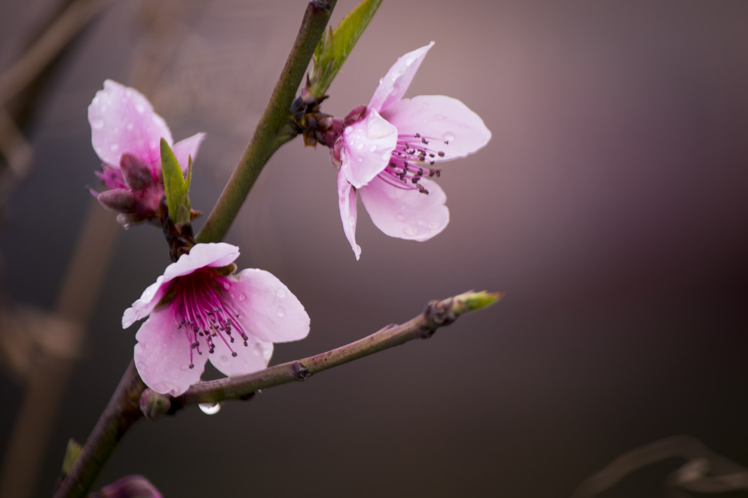 orchids