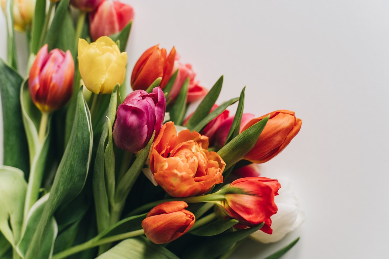tulips
