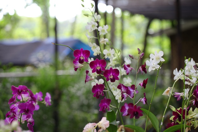 orchids