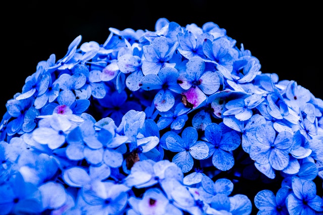 hydrangeas