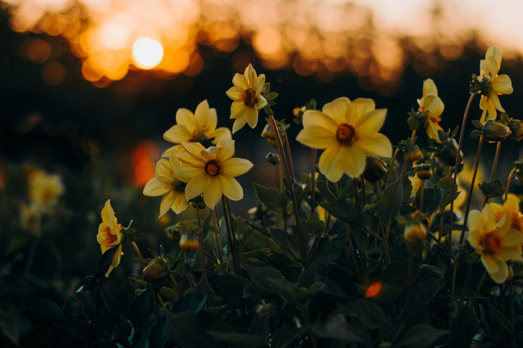 Daffodils