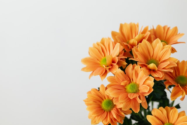 orange flowers